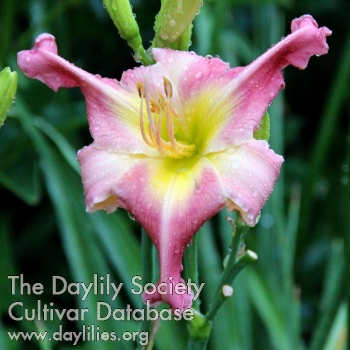 Daylily Texas Pink Longhorn